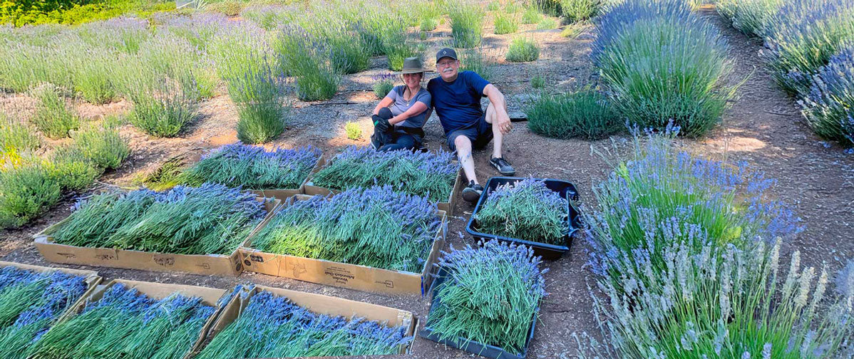 lavender 333 founders scott and donni mills